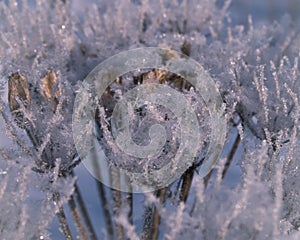 Frozen grass on a frosty day