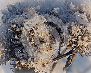 Frozen grass on a frosty day in winter.