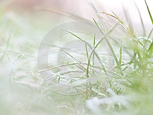 Frozen grass on a frosty morning