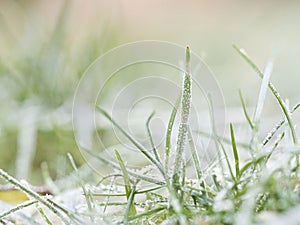 Frozen grass on a frosty morning