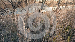 Frozen grass by the lake in winter in Bashkiria, forest