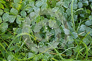 Frozen grass in late autumn frost