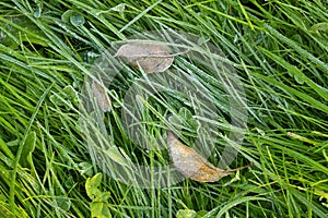 Frozen grass in late autumn frost leaves leaf  plate  foliage