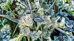 Frozen grass and leaves closeup. Hoar frost plants