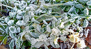 Frozen grass and leaves closeup. Hoar frost plants