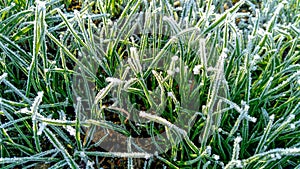 Frozen grass and leaves closeup. Hoar frost plants