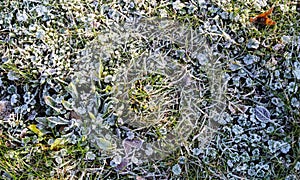 Frozen grass and plants in winter with ice on it