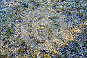 Frozen grass and plants in winter with ice on it