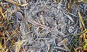 Frozen grass and plants in winter with ice on it