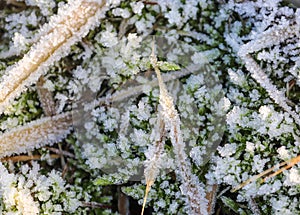 Frozen grass and plants in winter with ice on it