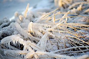 Frozen grass is on sea coast in winter. Close-up of icing grass