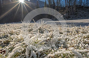 Frozen grass under bright sunlight