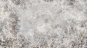 Frozen Grass Underneath a Layer of Ice