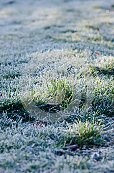 Frozen grass