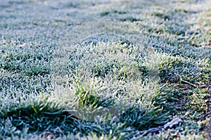 Frozen grass