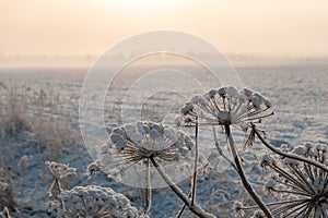 Frozen Grass in Winter