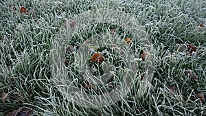 Frozen Grass. Winter Fields. Frost and Snow