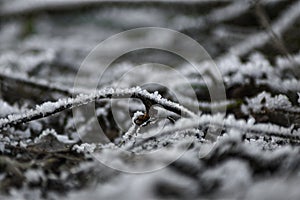 Frozen grass on a winter morning: Frost macro photography, ice fractal formations over plants. photo