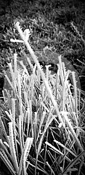 Frozen grasses