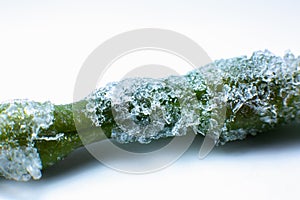 Frozen green beans texture. Close up. Cold vegetables