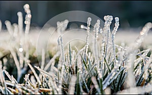 Frozen green grass covered with frost and white snow in winter. Frosty morning. Abstract background with frozen grass