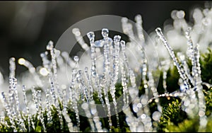 Frozen green grass covered with frost and white snow in winter. Frosty morning. Abstract background with frozen grass