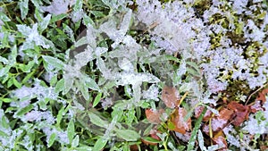 Frozen green grass and fluffy moss with withered brown leaves beside in autumn park. Faded nature in frosty winter