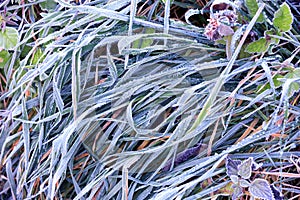 Frozen green grass on meadow