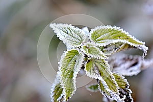 Frozen green grass in morning hoarfrost