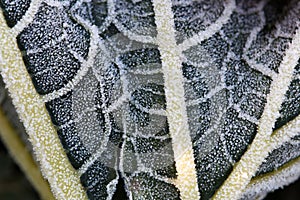 Frozen Green Leaf Macro Image