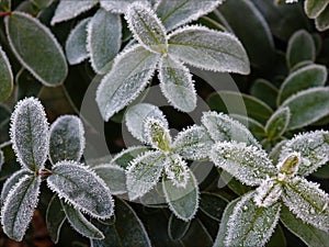 Frozen green leaves as a natural texture