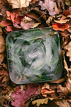 Frozen green leaves in ice cube on autumn orange leaves
