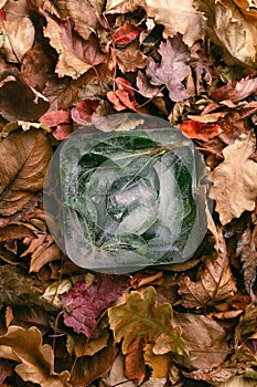 Frozen green leaves in ice cube on autumn orange leaves
