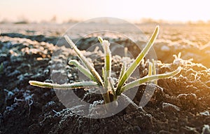 Frozen green leaves of sprouted onion on a frosty day. Freezing crop, harvest death. Remnants of the past crop grow in the spring