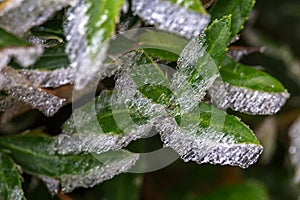 Frozen green leaves. Winter macro shot.