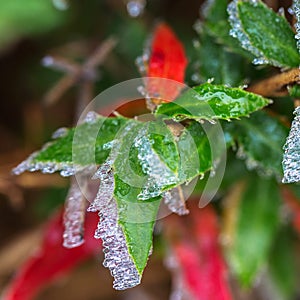 Frozen green and red leaves. Winter macro shot.