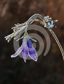 Frozen harebell flower