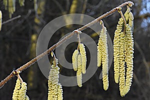 Frozen Hazel Catkins bathing in the early morning Sunshine