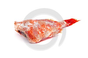 Frozen headless red snapper covered with ice. Frozen redfish isolated on white background