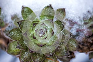 Frozen Hens & Chicks plant.