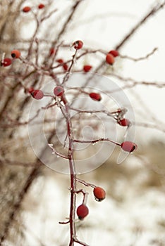 Frozen hip-berry branch