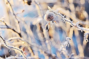 Frozen hips of a dogrose in winter