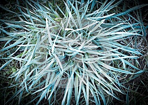 Frozen hoarfrost grass