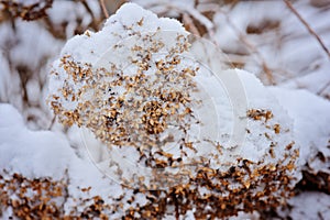 Frozen hydrangeas in winter garden