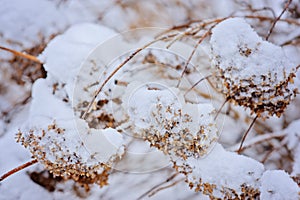 Frozen hydrangeas in winter garden