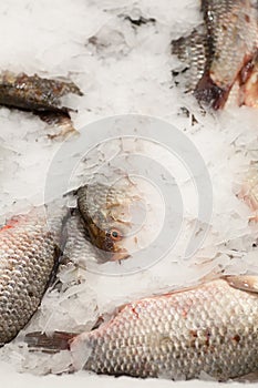 Frozen fish. Freshfish market. Gilt-head bream. Fish sale in market. Sea bream fish on ice. Fresh fish on ice for sale