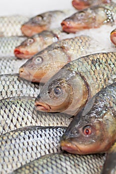 Frozen fish. Freshfish market. Gilt-head bream. Fish sale in market. Sea bream fish on ice. Fresh fish on ice for sale