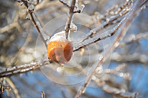 Frozen Ice Covered Orange Apple