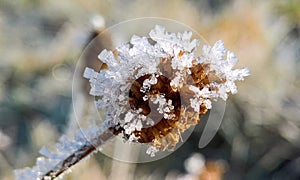 Frozen Ice Crystal Flower