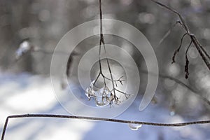 Frozen Ice Drop Dangling on Branch in Winter